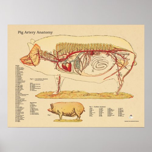 Pig Artery Veterinary Anatomy Chart