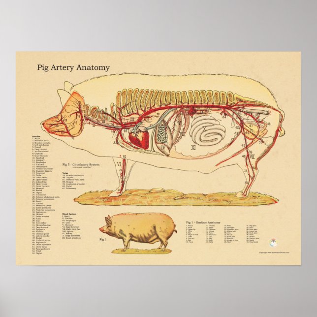 Pig Artery Veterinary Anatomy Chart (Front)