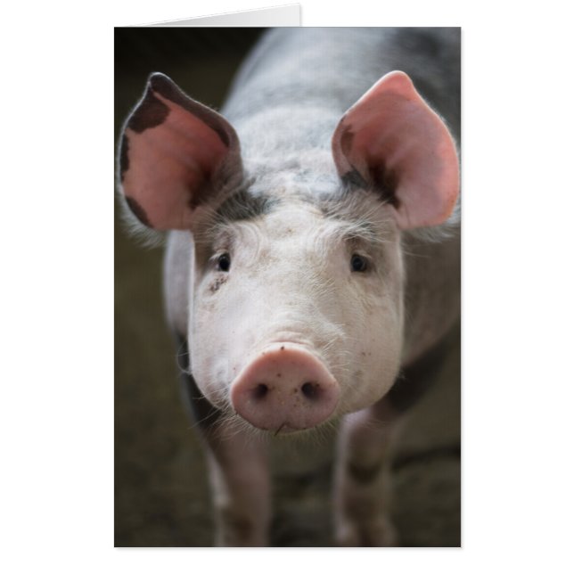 PIG BIRTHDAY HOGS AND KISSES JUMBO HUGE Card (Front)