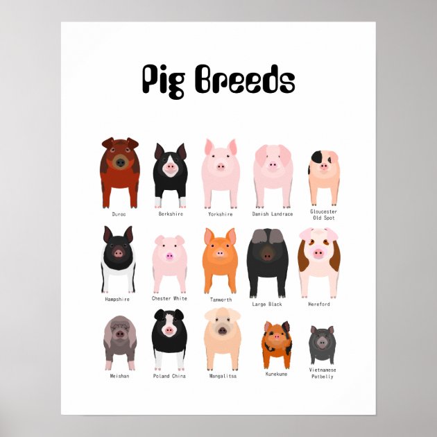 PIG BREEDS ANTIQUE FARMING ART PRINT Agricultural Poster Wall Picture Kitchen 