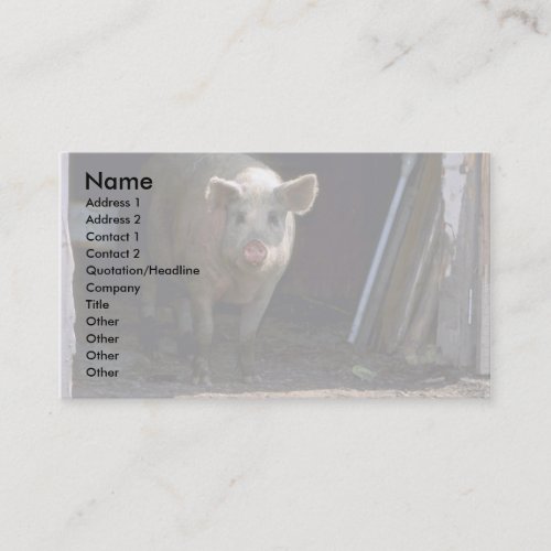 Pig Business Card Templates