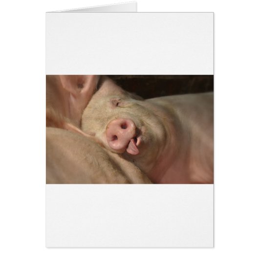 pig cards (Front)