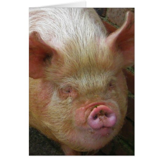 Pig Cards (Front)