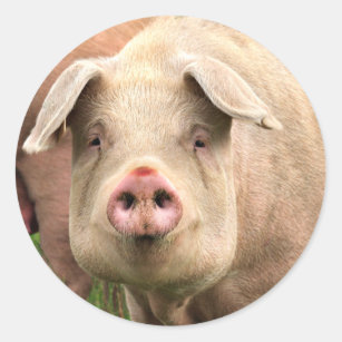 pig classic round sticker