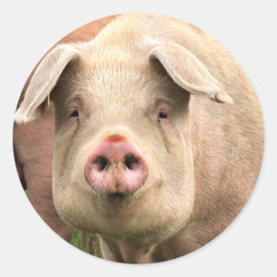 pig classic round sticker
