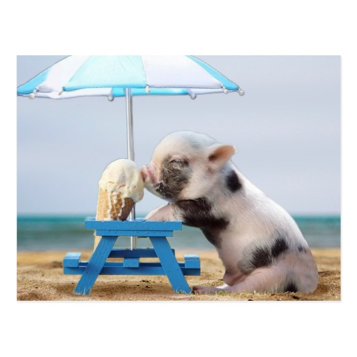 Pig eating ice cream on the beach postcard