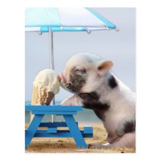 Pig eating ice cream on the beach postcard