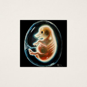 Pig embryo