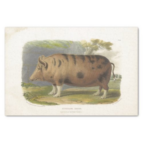 Pig Ephemera Decoupage Vintage Farm Tissue Paper