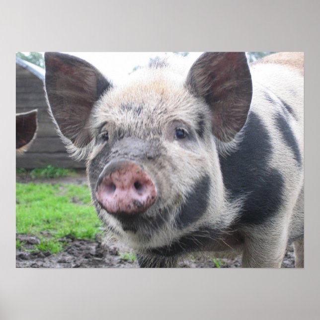 Pig Face Poster (Front)