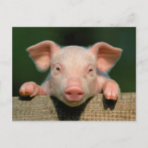 Pig farm - pig face postcard