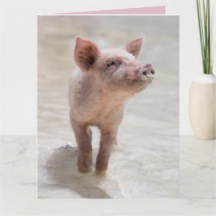 PIG HOG LOVE CARD CARDS