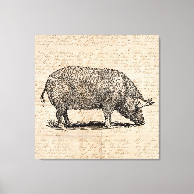 Pig Illustration Antique Art Script Paper Style Canvas Print (Front)