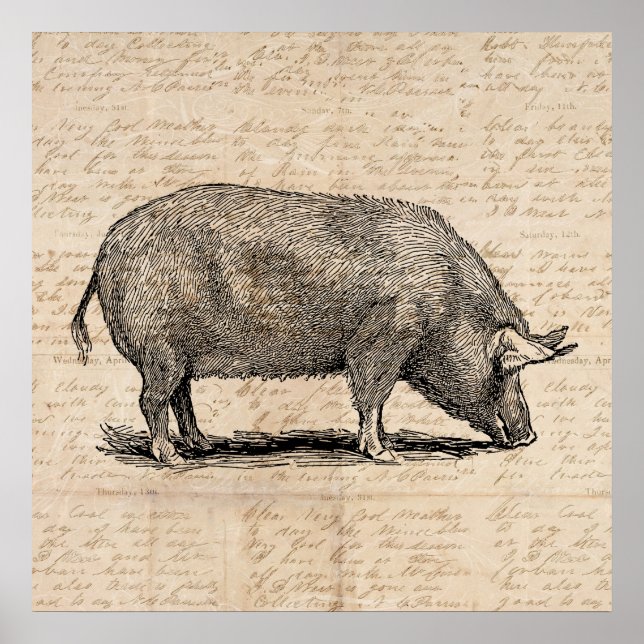 Pig Illustration Antique Art Script Paper Style Poster (Front)