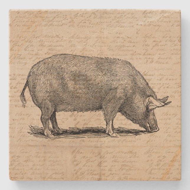 Pig Illustration Antique Art Script Paper Style Stone Coaster (Front)