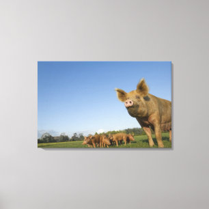 Pig in a Field Canvas Print
