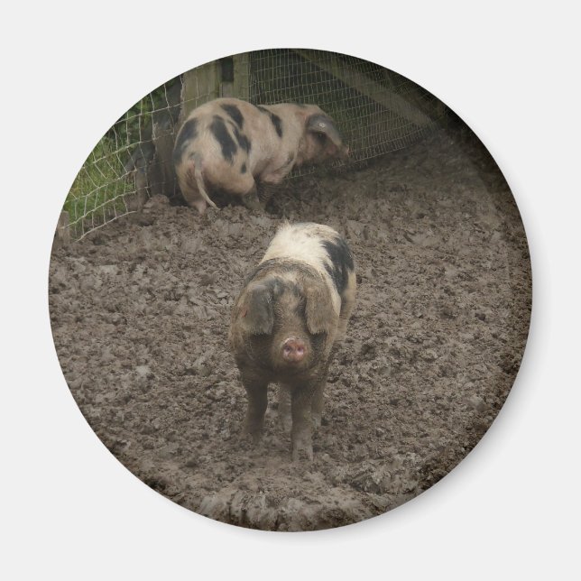 Pig in mud magnet (Front)