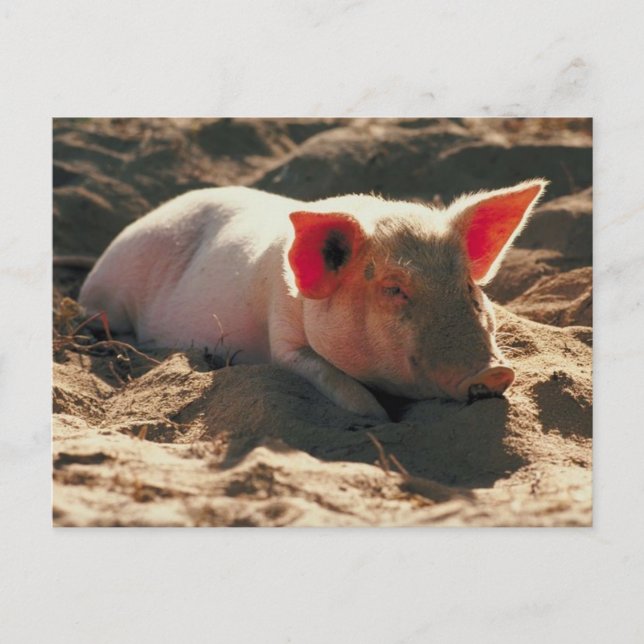 Pig in the Sun Postcard (Front)