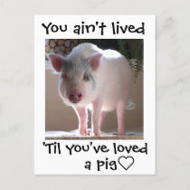 Pig lovin' postcard