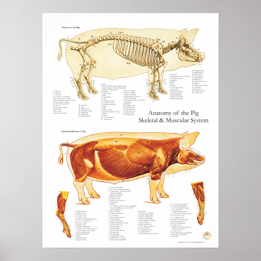 Pig Muscle & Skeletal Anatomy Poster Chart | Zazzle