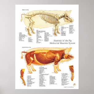 Pig Muscle & Skeletal Anatomy Poster Chart