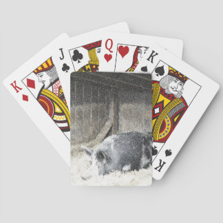 Pig playing cards