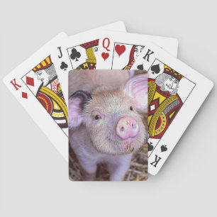 Pig Poker Cards