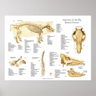 Pig Porcine Skeletal Anatomy Poster Chart