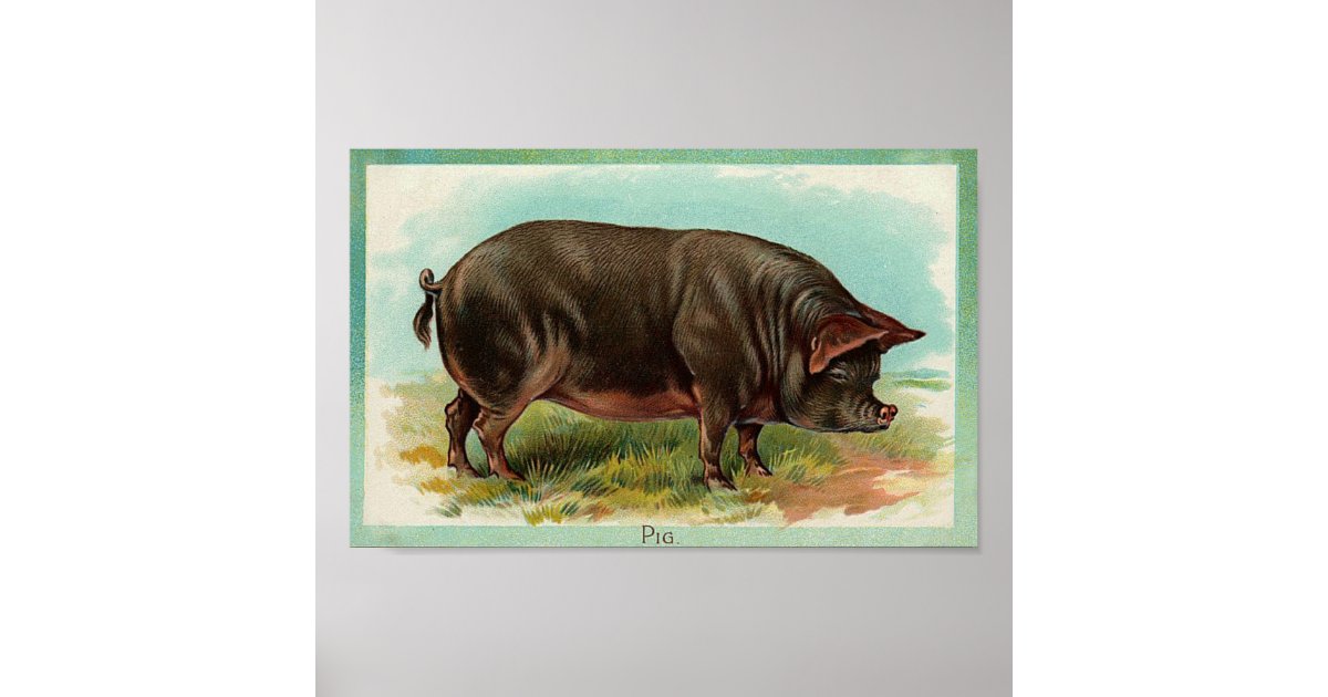 Pig Poster - Vintage Art | Zazzle.com