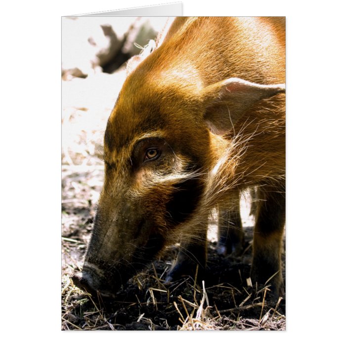 Pig Profile  1966 Greeting Card