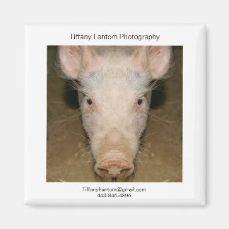 Pig Promo Piece Magnet