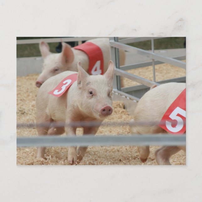 Pig racing pink piglet number three postcard (Front)