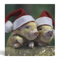 Pig santa claus - christmas pig - three pigs binder