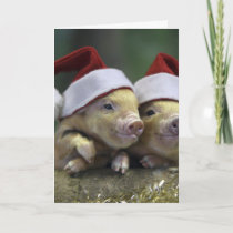 Pig santa claus - christmas pig - three pigs holiday card