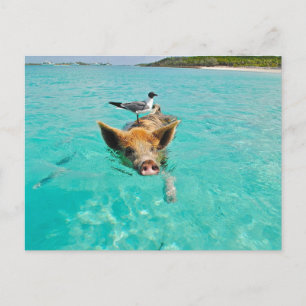 PIG SEAGULL SEA FUN POSTCROSSING POSTCARD