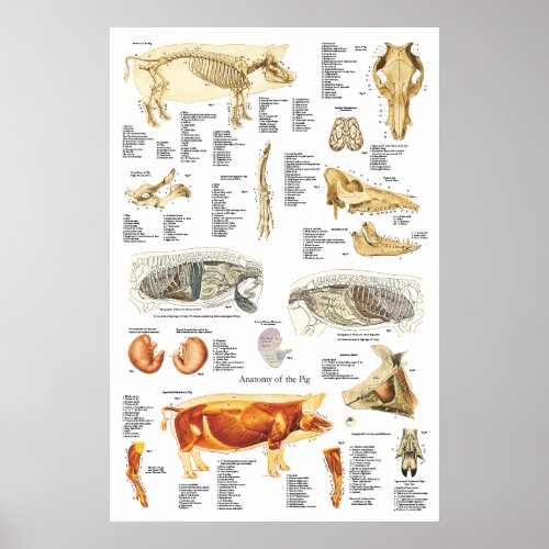 Pig Skeletal Muscle Anatomy Veterinary Chart