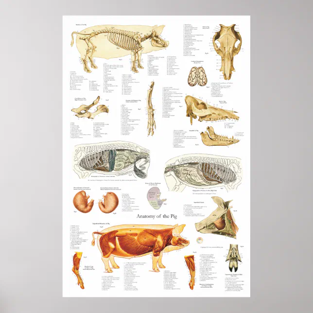 Pig Skeletal Muscle Anatomy Veterinary Chart | Zazzle