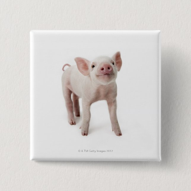 Pig Standing Looking Up Button (Front)