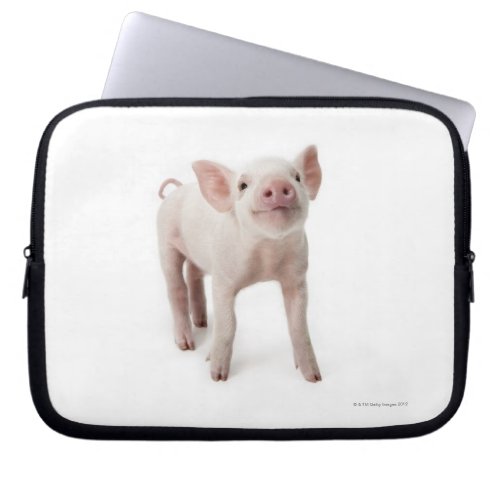 Pig Standing Looking Up Laptop Sleeve