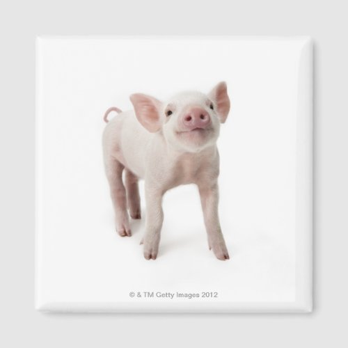 Pig Standing Looking Up Magnet