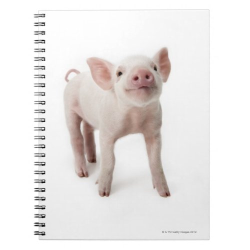 Pig Standing Looking Up Notebook