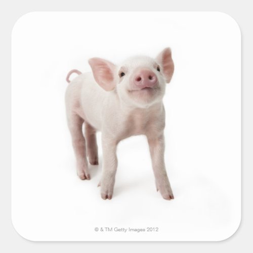 Pig Standing Looking Up Square Sticker