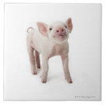 Pig Standing Looking Up Tile<br><div class="desc">Pig standing looking up, white background | Digital Zoo | AssetID: 73319220</div>