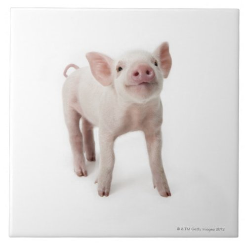 Pig Standing Looking Up Tile