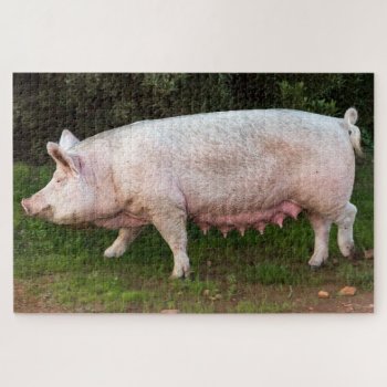 Pig Teats Funny Photo Jigsaw Puzzle by RiverJude at Zazzle
