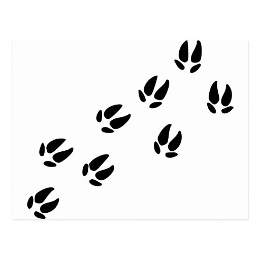 Pig - Tracks Postcard | Zazzle