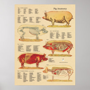 Pig Veterinary Anatomy Chart