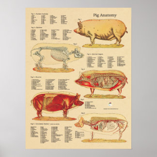 Veterinary Posters | Zazzle