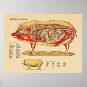 Pig Veterinary Internal Anatomy Chart