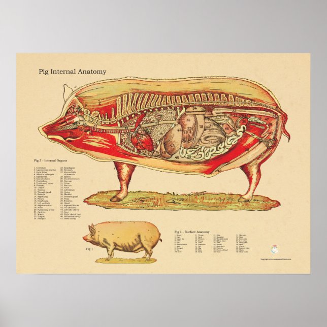 Pig Veterinary Internal Anatomy Chart (Front)